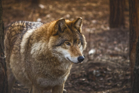 web_wide_04
